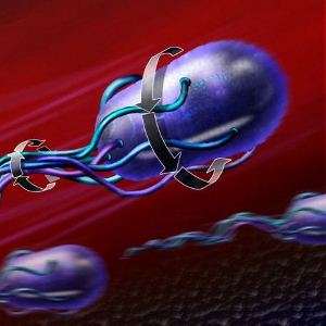 Illustration from the magnetic micro-swimmer project.